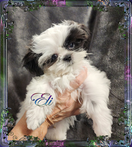 Tiny little male chinese imperial shih tzu puppies for sale teacup